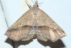 Ledaea perditalis P1000387a by 
xpda. Used under a CC BY-SA 4.0 license.