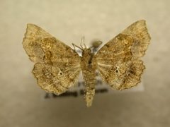 Pangrapta decoralis by James Sullivan, Research Collection of J. B. Sullivan. Used under a Copyrighted free use license.