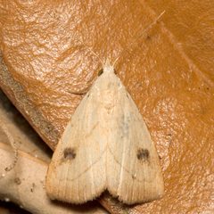 Rivula propinqualis by Mike Boone. Used under a CC BY-SA 2.5 license.