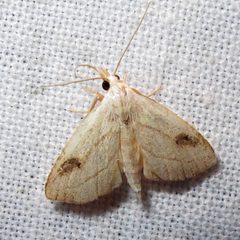 Rivula propinqualis 1 by Jacy Lucier. Used under a CC BY-SA 4.0 license.
