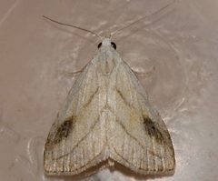 Rivula propinqualis 2 by CBG Photography Group, Centre for Biodiversity Genomics. Used under a CC0 license.