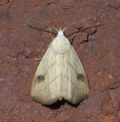 Rivula propinqualis P1600072a by 
xpda. Used under a CC BY-SA 4.0 license.