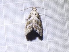 Abablemma bilineata by Sam Kieschnick. Used under a CC BY 4.0 license.