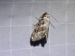 Abablemma bilineata 18030813 by Sam Kieschnick. Used under a CC BY 4.0 license.