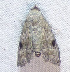 Abablemma brimleyana 155685364 by kcthetc1. Used under a CC0 license.