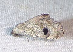 Abablemma brimleyana 155685381 by kcthetc1. Used under a CC0 license.