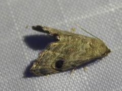 Abablemma brimleyana 161992947 by Sam Kieschnick. Used under a CC BY 4.0 license.