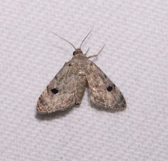 Abablemma brimleyana 176544647 by Laura Gaudette. Used under a CC BY 4.0 license.