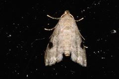 Abablemma brimleyana 24577663 by Tom Reed. Used under a CC BY 4.0 license.