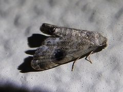 Abablemma brimleyana 26304087 by Sam Kieschnick. Used under a CC BY 4.0 license.