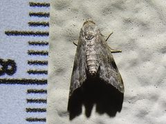 Abablemma brimleyana 26304095 by Sam Kieschnick. Used under a CC BY 4.0 license.