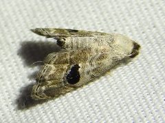 Abablemma duomaculata - inat 171819909 by {{{name}}}. Used under a CC BY 4.0 license.