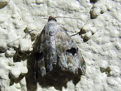 Abablemma duomaculata 104434541 by Sam Kieschnick. Used under a CC BY 4.0 license.
