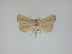 Gabara distema by J.Gill, Canadian National Collection of Insects, Arachnids and Nematodes. Used under a CC BY-SA 3.0 license.