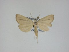 Gabara distema1 by J.Gill, Canadian National Collection of Insects, Arachnids and Nematodes. Used under a CC BY-SA 3.0 license.