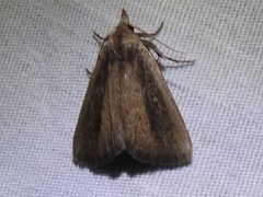 Gabara stygialis 10682531 by Sam Kieschnick. Used under a CC BY 4.0 license.
