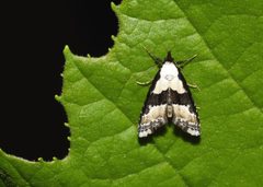 Nigetia formosalis 91986685 by Chrissy McClarren and Andy Reago. Used under a CC0 license.