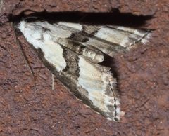Nigetia formosalis P1200292b by 
xpda. Used under a CC BY-SA 4.0 license.