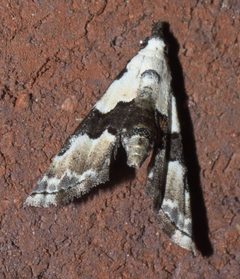 Nigetia formosalis P1200699b by 
xpda. Used under a CC BY-SA 4.0 license.
