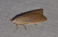 Palpidia pallidior 179476588 by James Duggan. Used under a CC BY-SA 4.0 license.