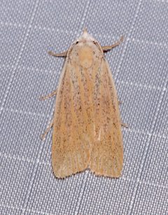 Palpidia pallidior 81288607 by Laura Gaudette. Used under a CC BY 4.0 license.