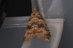 Phobolosia anfracta 183082585 by Chloe and Trevor Van Loon. Used under a CC BY 4.0 license.