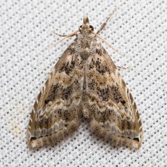Phobolosia anfracta 22117240 by Ken-ichi Ueda. Used under a CC BY 4.0 license.
