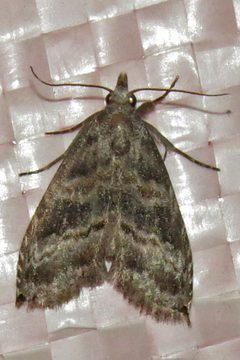 Phobolosia anfracta 9071712 by David Dodd. Used under a CC BY 4.0 license.
