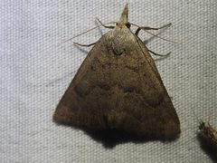Pseudorgyia versuta 39566230 by Sam Kieschnick. Used under a CC BY 4.0 license.