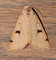 Scolecocampa atriluna 47205565 by Laura Gaudette. Used under a CC BY 4.0 license.