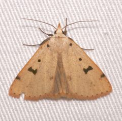 Scolecocampa atriluna 55826687 by Laura Gaudette. Used under a CC BY 4.0 license.