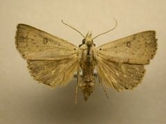 Scolecocampa liburna by James Sullivan, Research Collection of J. B. Sullivan. Used under a Copyrighted free use license.
