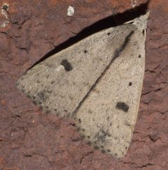 Scolecocampa liburna P1120068a by 
xpda. Used under a CC BY-SA 4.0 license.