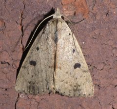 Scolecocampa liburna P1250257b by 
xpda. Used under a CC BY-SA 4.0 license.