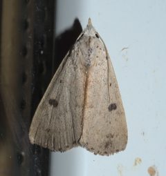 Scolecocampa liburna P1250584a by 
xpda. Used under a CC BY-SA 4.0 license.