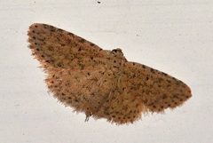 Sigela basipunctaria 173058413 by James Duggan. Used under a CC BY-SA 4.0 license.