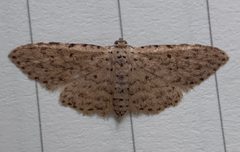 Sigela lynx 180356987 by Thomas Irvine. Used under a CC BY 4.0 license.
