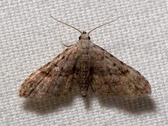 Sigela penumbrata by Mike Boone. Used under a CC BY-SA 2.5 license.