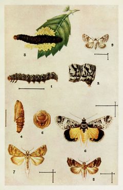 30-Indian-Insect-Life - Harold Maxwell-Lefroy - Noctuidae by Harold Maxwell-Lefroy. Used under a CC0 license.