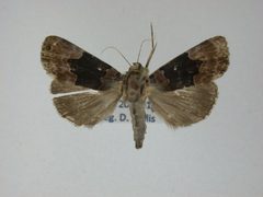 Dinumma deponens by J.Gill, Canadian National Collection of Insects, Arachnids and Nematodes. Used under a CC BY-SA 3.0 license.
