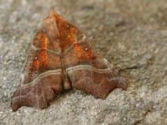 Scoliopteryx libatrix01 by wikipedia. Used under a Attribution license.