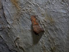Scoliopteryx libatrix 0004 Zackeneule by Christian Pirkl. Used under a CC BY-SA 4.0 license.