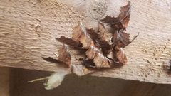 Scoliopteryx libatrix colony by Sprekelia. Used under a CC BY-SA 4.0 license.
