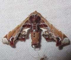 Eutelia pulcherrima May 29-13 IMG 1483 by Jacy Lucier. Used under a CC BY-SA 4.0 license.