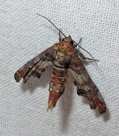 Marathyssa inficita male by Jacy Lucier. Used under a CC BY-SA 4.0 license.
