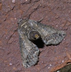 Paectes abrostoloides P1640032a by 
xpda. Used under a CC BY-SA 4.0 license.