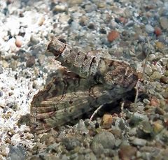 Paectes abrostoloides female by Jacy Lucier. Used under a CC BY-SA 4.0 license.