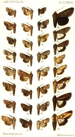 CATALOGUE-BM-PLATE CLXXVII by Sir GEORGE F. HAMPSON, Bart.. Used under a Public domain license.