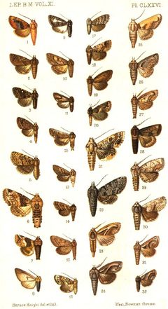 CATALOGUE-BM-PLATE CLXXVI by Sir GEORGE F. HAMPSON, Bart.. Used under a Public domain license.