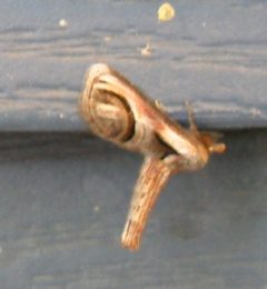 P. oculatrix by Mothman27. Used under a CC BY-SA 4.0 license.